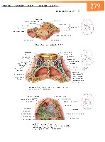 Sobotta Atlas of Human Anatomy  Head,Neck,Upper Limb Volume1 2006, page 286